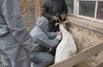Vaccinating a goat