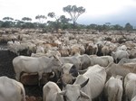 herd of african cattle