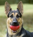 german shepherd dog with a ball