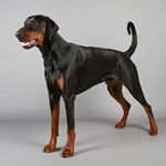 Dobermann dog