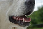 Close up of a healthy dog's mouth
