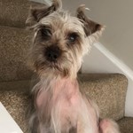 small dog with serious alopecia sitting on stairs