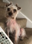 small dog with serious alopecia sitting on stairs