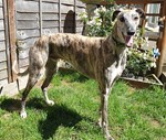 Pet greyhound standing in the owner's garden