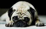 Pug lying down