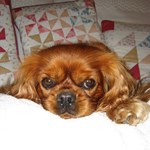 ruby cavalier king charles spaniel