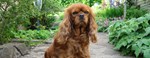 King Charles Spaniel