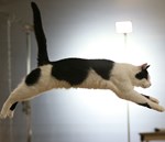 leaping cat
