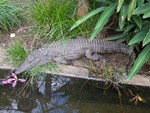 Crocodile in long grass edging on water