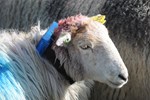 Sheep wearing tracking collar