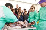 dissection of a cheetah in front of an audience