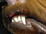 close-up of dog's mouth
