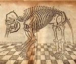 Image from Blair’s Osteographica Elephantina (1710) showing 6-toed elephant.