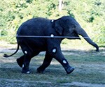 Elephant running