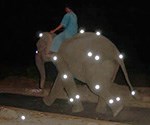 Elephant  wearing motion detectors and walking across force plates