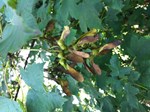 Sycamore seed pods in a tree