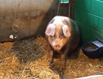 pig along on straw bedding. Sitting back with head down