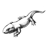 Pederpes, a very early four-legged land animal