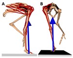 diagrams of ostrich skeletons