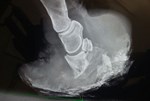 x-ray of horse's hoof