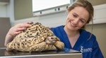Vet and tortoise in examination room