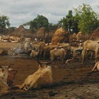 Cattle