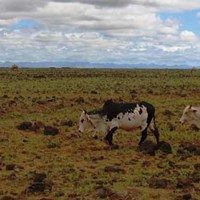 Livestock biodiversity in Africa is a major asset