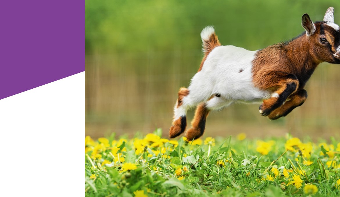 Livestock Health and Production - Livestock Health and Production - Postgraduate - Study - Royal Veterinary College, RVC Livestock Health and Production - Livestock Health and Production - Postgraduate - Study - Royal Veterinary College, RVC
