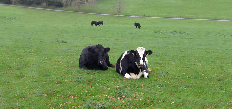 Cows in field