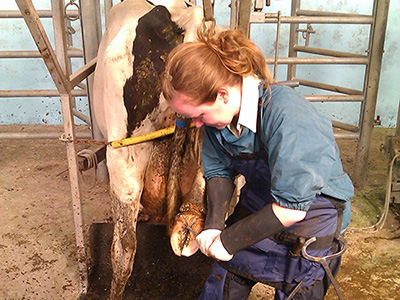 Trimming a cow's hoof