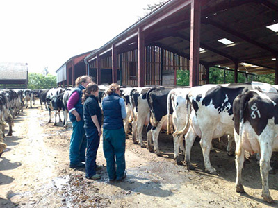 Students with cows