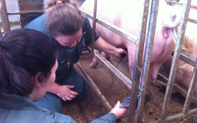 Students with pig