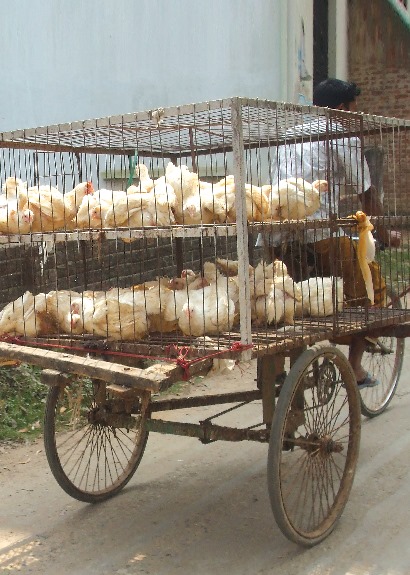 Chicken cart