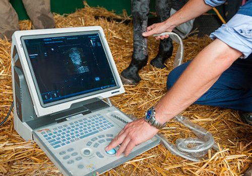 Veterinarian is ultrasound scanning a horse's leg