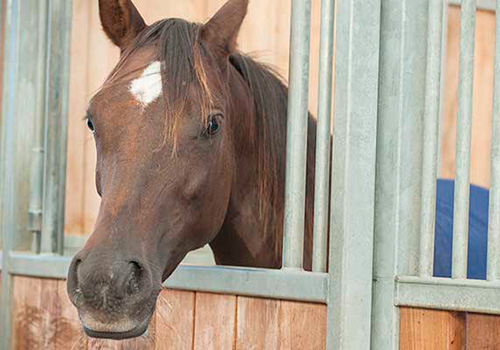 Horse in stables