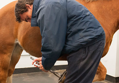 RVC vet shoeing horse