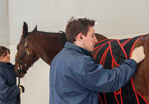 RVC vet examining horse