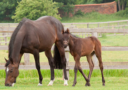 Three horse in a field