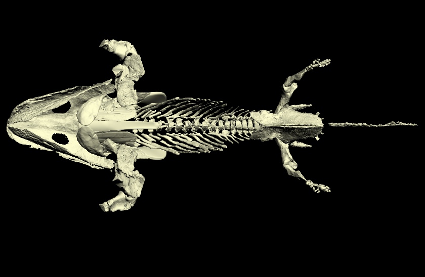 Assessing the limb mobility of the early four-legged vertebrate animal ...