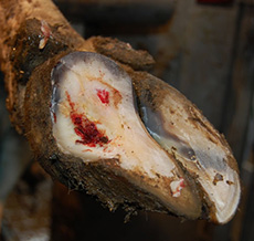 A cause of lameness: protruding wall ulcer and white line defect