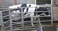 Cows walk freely over the force plate array during data collection