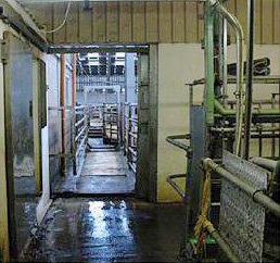 The force plate array and ID reader setup at the exit from the parlour
