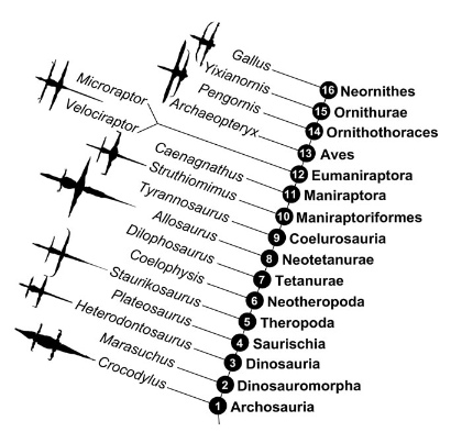 Evolutionary tree of archosaurs