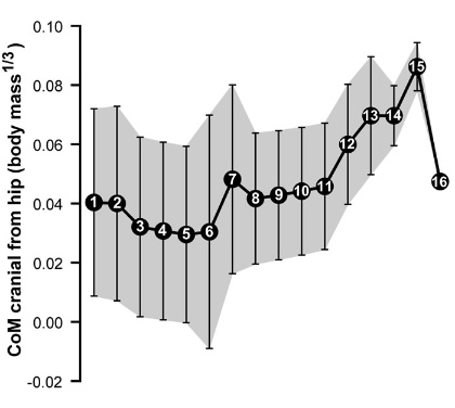 Changes of centre of mass in archosaurs