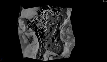 Initial microCT scan of the Chinese fossil bird Yixianornis