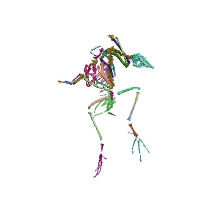 Reconstructed specimen of Yixianornis