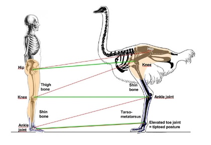 Contrasting human and avian limb postures