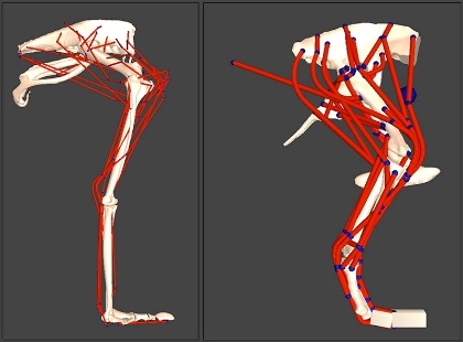 Ostrich and T-Rex Model