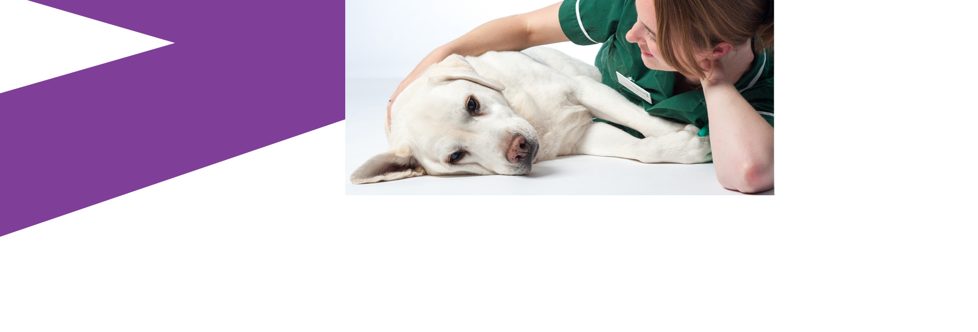 sainsbury's dog flea treatment