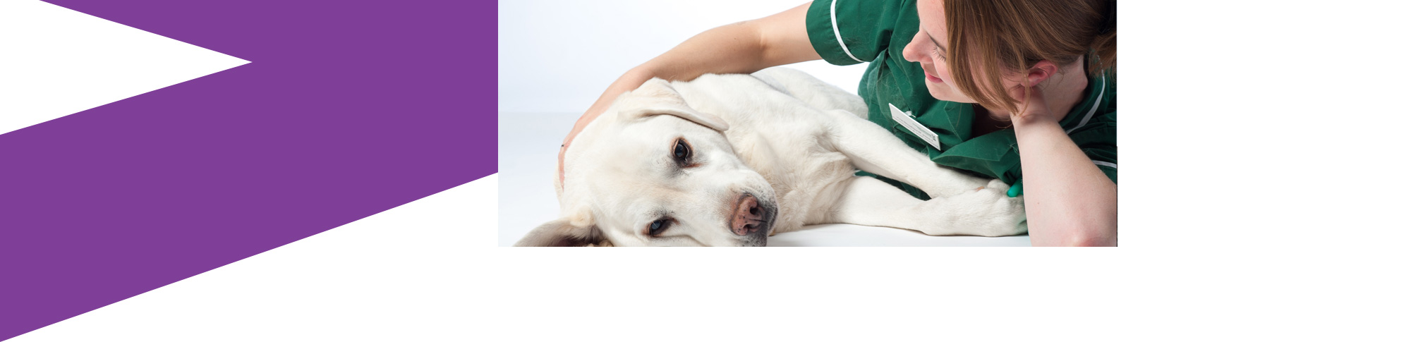Veterinary ear nose throat specialist cheap